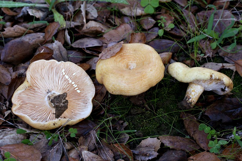 Lactarius alnicola